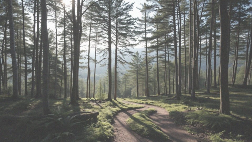 Dlaczego kontakt z naturą działa kojąco na nerwy?