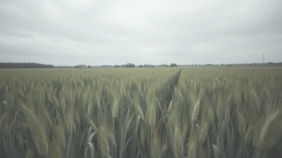 Co robić, gdy oprysk na miotłę zbożową nie przynosi efektów?